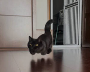 喜歡跳躍的曼赤肯