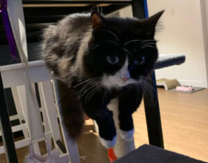 無法輕易跳上貓抓板