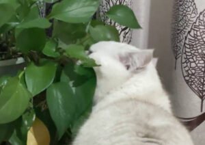 喜歡咬植物的貓貓