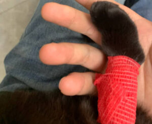 曼赤肯貓腿骨短