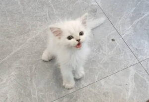 出現分離焦慮的小貓