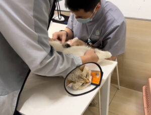 貓咪吐黄水就醫