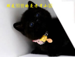 曼赤肯小貓