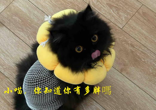 養貓一個月花費：黑色曼赤肯煤球的每月開支清單分享