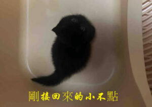 曼赤肯小貓