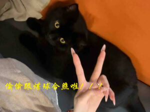 黑色曼赤肯