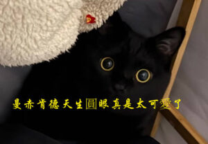 煤球「管家」