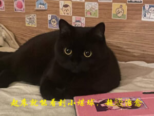 黑色的曼赤肯貓
