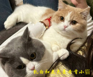 圓潤的小貓