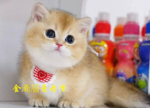 金漸層曼赤肯
