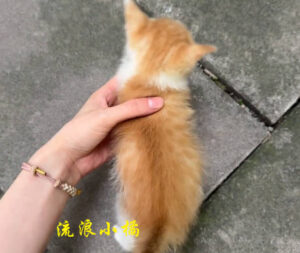 檢查後的小橘