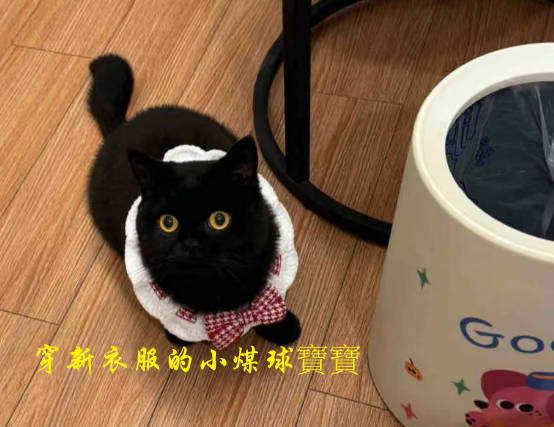 全台曼赤肯領養指南：台北、台中、高雄、台南領養攻略