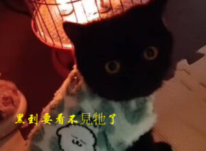 小暖爐牌貓貓
