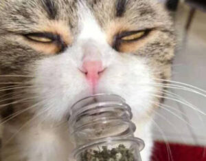 頻繁使用會導致依賴或行為異常