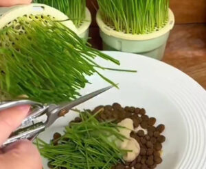 可以將小麥草剪碎加入主食中