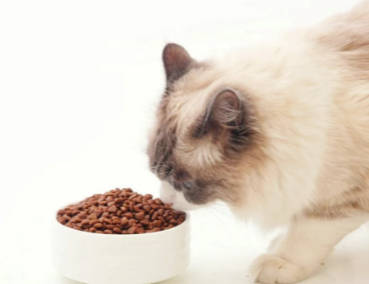 飼料無穀反而不好？無穀飼料跟有穀飼料的優缺點對比