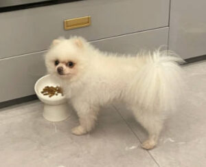控制無穀飼料食用時長