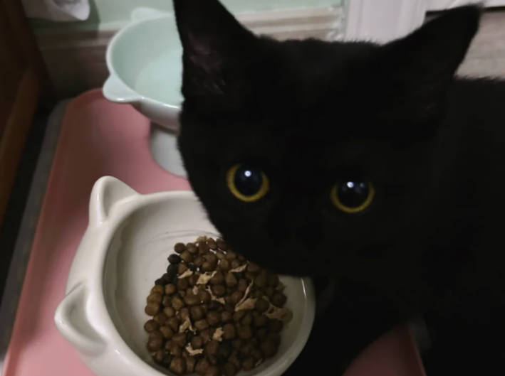 為何皇家飼料評價兩極分化？皇家貓飼料口味/價格/成分/網友評價/自用感受分享