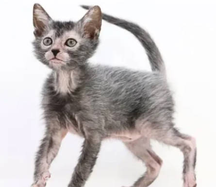 探秘貓屆最具反差感的非主流狼猫Lykoi：狼貓性格、來源&價格