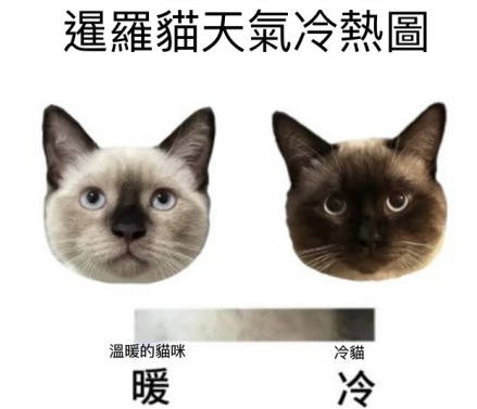 貓養著養著就變黑是生病了嗎？3分鐘了解暹羅貓變色原因、規律和就醫指南
