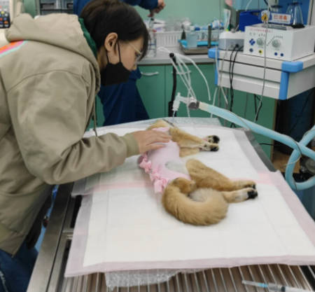 母貓結紮恢復時間多久？飼主必知的護理細節與常見問題