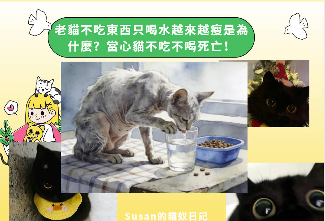 老貓不吃東西只喝水越來越瘦是為什麼？當心貓不吃不喝死亡！