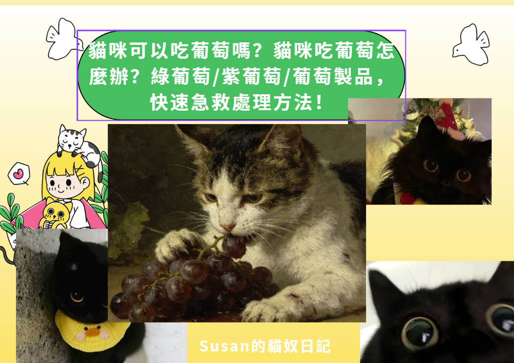 貓咪可以吃葡萄嗎？貓咪吃葡萄怎麼辦？綠葡萄/紫葡萄/葡萄製品，快速急救處理方法！