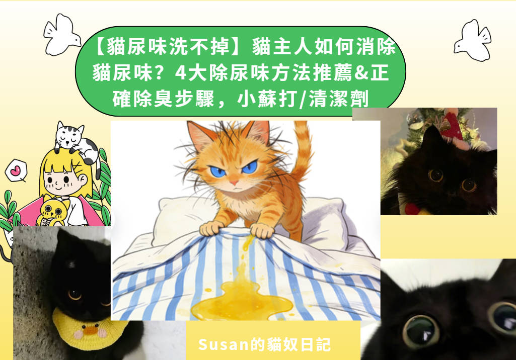 貓尿味洗不掉？4大除尿味方法推薦&正確除臭步驟