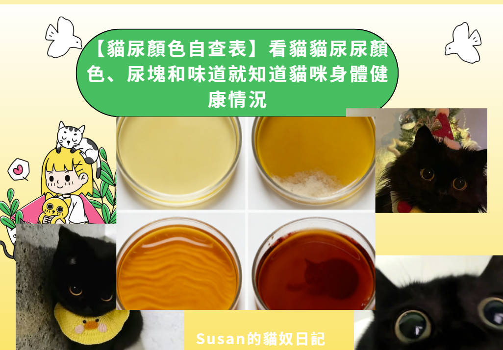 【貓尿顏色自查表】看貓貓尿尿顏色、尿塊和味道就知道貓咪身體健康情況！
