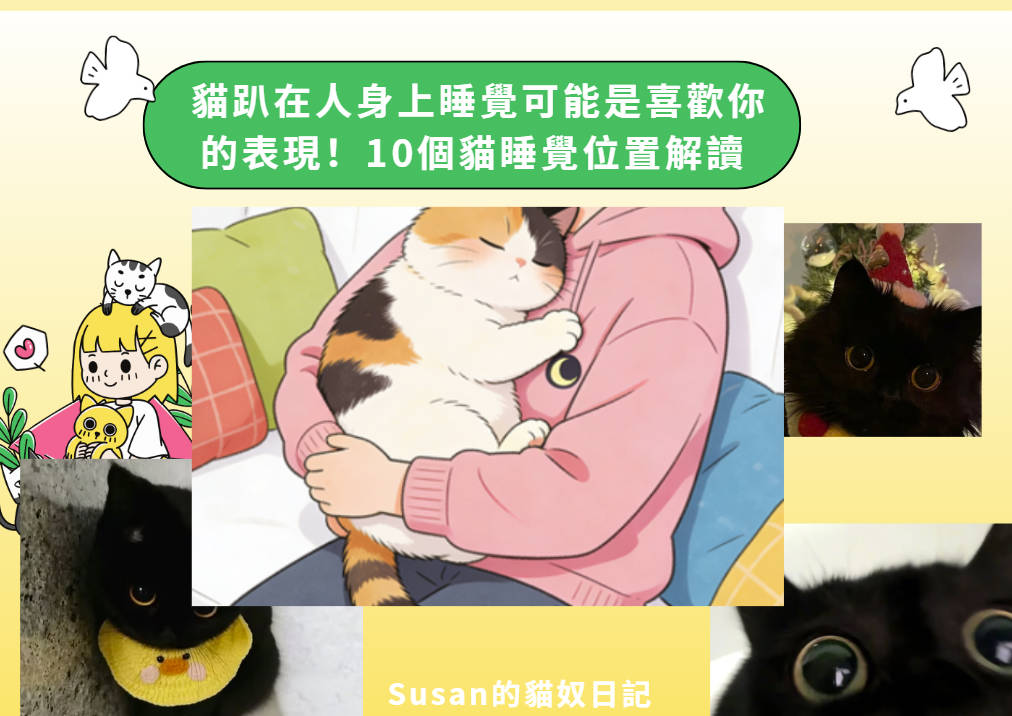 貓趴在人身上睡覺可能是喜歡你的表現！10個貓睡覺位置解讀