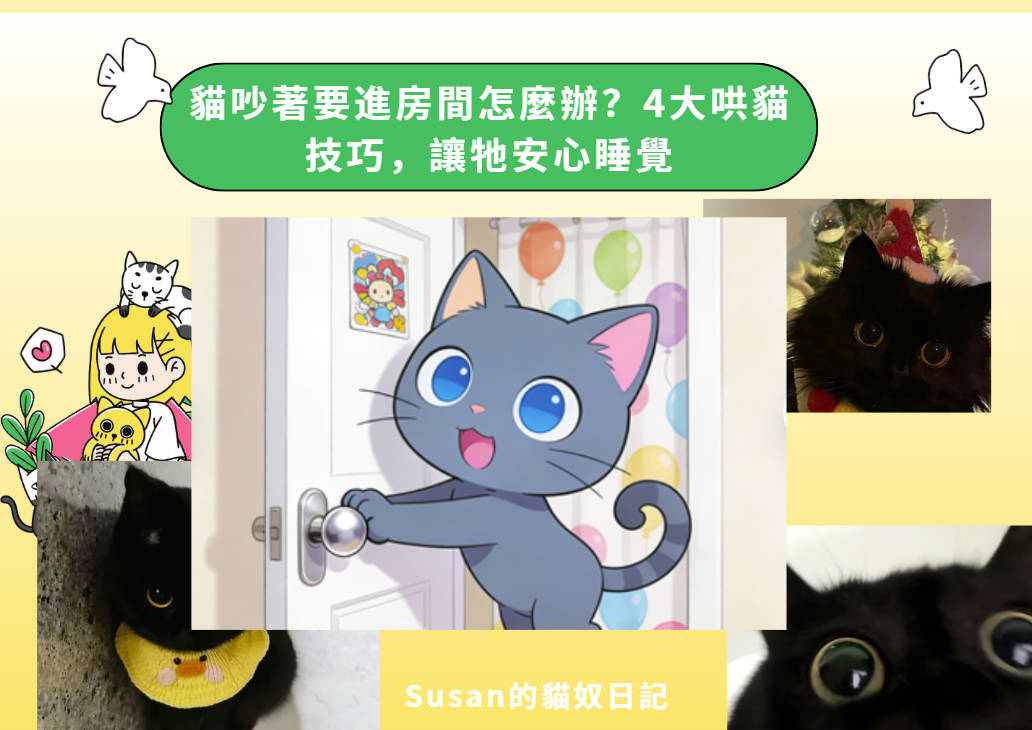 貓吵著要進房間怎麼辦？4大哄貓技巧，讓牠安心睡覺